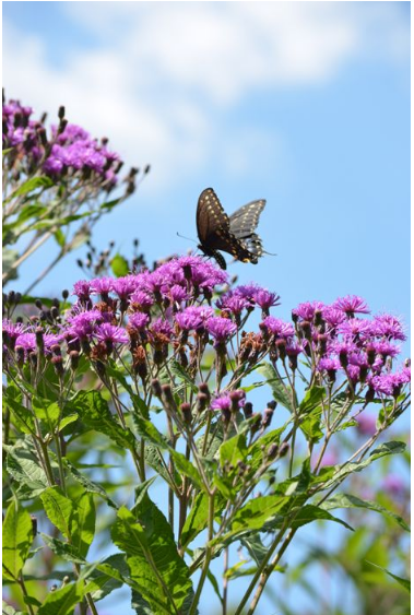 Ironweed - Common (Vernonia fasciculata)